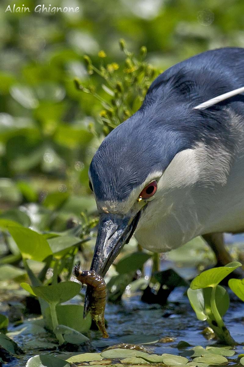 Larva di coleottero acquatico predata da una nitticora